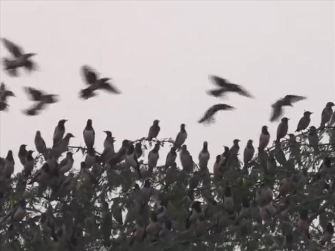 Tamil Nadu: Thousands of migratory Rosy Starlings arrive in Thoothukudi creating spectacular aerial displays